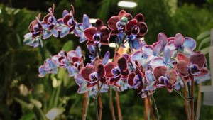 TPIE 2015: An Electrified Industry Vibe Boosts Cool New Varieties And Products