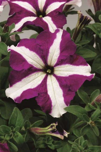 Petunia 'TriTunia Purple Star' (Syngenta Flowers)