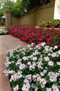 Vinca Valiant Series (PanAmerican Seed)