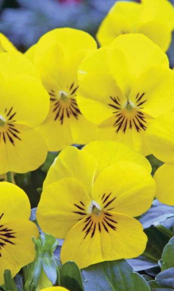Viola 'Floral Power Yellow Surprise' (American Takii)