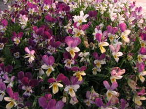 Viola 'Hip Hop Raz Bunny' (Hort Couture)