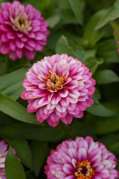 Zinnia 'UpTown Frosted Strawberry' (Burpee Home Gardens)