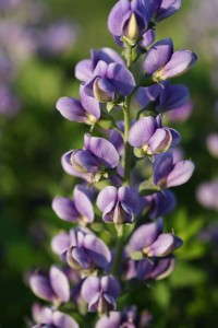 Decadence® ‘Blueberry Sundae’ Baptisia