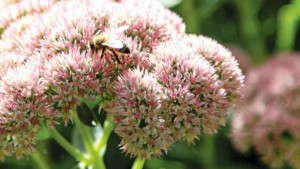 26 Ways Growers Improve The Green Industry