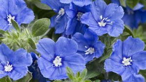Blue Ribbon Bloomers For Greenhouse Production