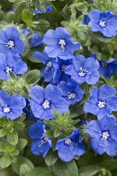 Blue My Mind® Evolvulus