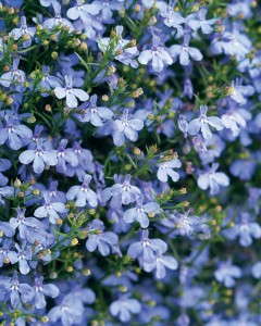 Laguna™ Sky Blue Lobelia 