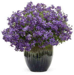 Bluebird Nemesia