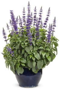 Playin’ The Blues™ Salvia