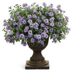 Superbena® Royale Silverdust Verbena