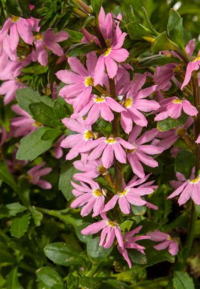 Scaevola 'Scampi Pink' (Green Fuse Botanicals)