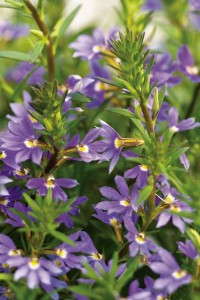 Whirlwind® Blue Scaevola