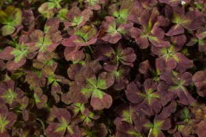Trifolium '4 Luck Cocoa Mint' (Green Fuse Botanicals)