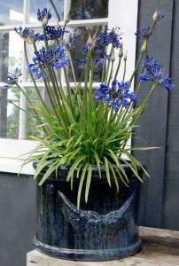 Agapanthus ‘Blue Fountain’
