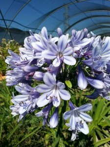 Agapanthus 'Dutchess of Dazzle'
