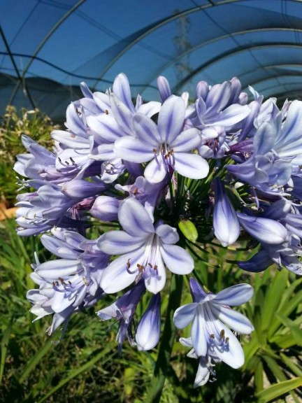 Agapanthus 'Dutchess of Dazzle'