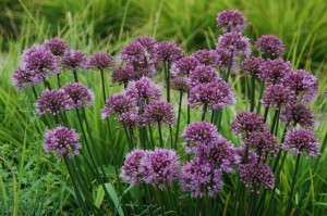 Allium 'Lavender Lollipop'