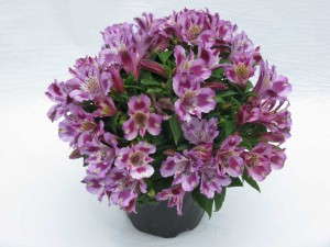 Alstroemeria 'Inca Mystic'