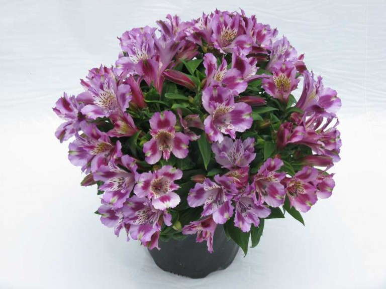 Alstroemeria 'Inca Mystic'