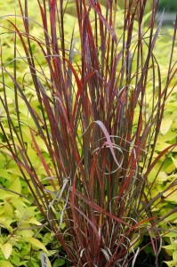 Andropogon 'Rain Dance' (Emerald Coast Growers)