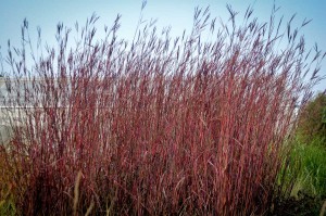 Andropogon 'Red October' (Emerald Coast Growers)