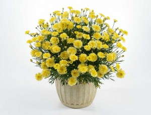 Argyranthemum 'Angelic Maize'