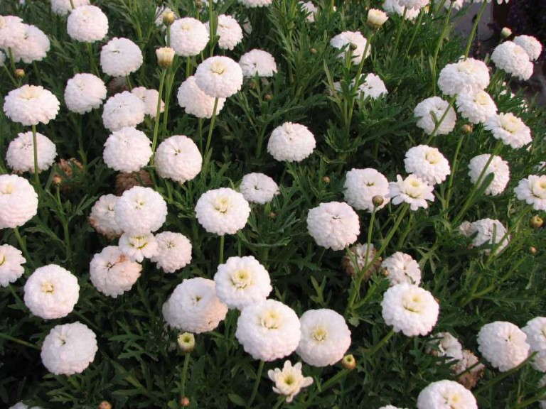 Argyranthemum 'Dress Up Cotton Top'
