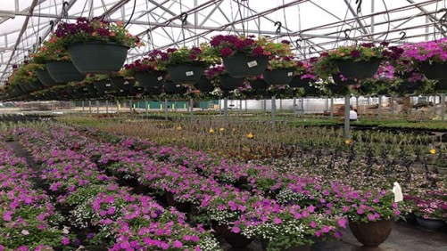 Armstrong Growers And Pike Farms Grow With Sustainable Solutions