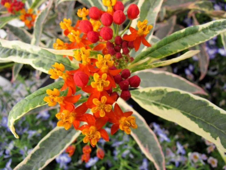 Asclepias 'Monarch Promise'