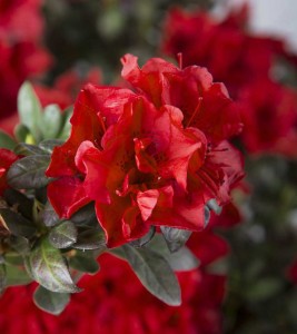 Azalea 'Encore Autumn Fire'