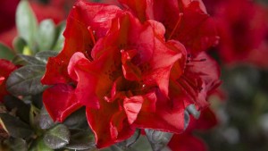 13 New Shrubs You’ll Find At The 2015 California Spring Trials