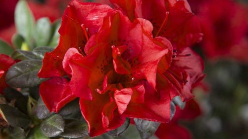 13 New Shrubs You’ll Find At The 2015 California Spring Trials