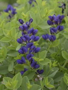 Baptisia 'Decadence Sparkling Sapphires'