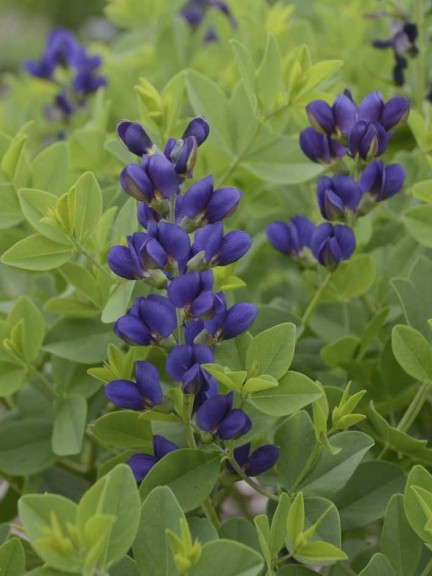 Baptisia 'Decadence Sparkling Sapphires'