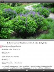 Screenshot Of Baptisia Page