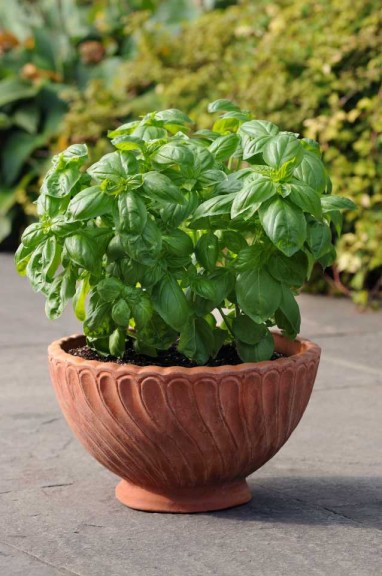 Basil 'Dolce Fresca' (PanAmerican Seed)