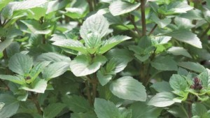 California Summer Vegetable Trials To Be Hosted By National Garden Bureau Members