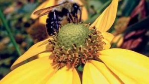 10 Steps For Protecting Crops And Bees