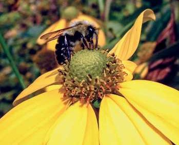 10 Steps For Protecting Crops And Bees