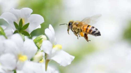 Pollinator Initiative Promotes Bee-Friendly Talking Points
