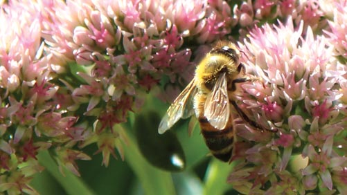 The Million Pollinator Garden Challenge Launches With Unprecedented Support And Collaboration