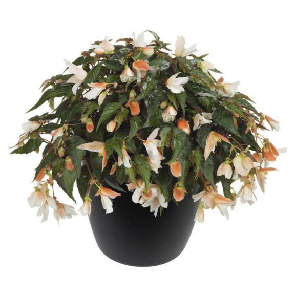 Begonia Be Adore Series