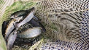 10 Things You Need To Know About Aquaponics