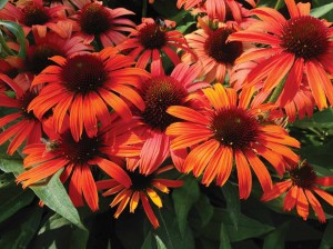 Echinacea Butterfly Series (Plants Nouveau)