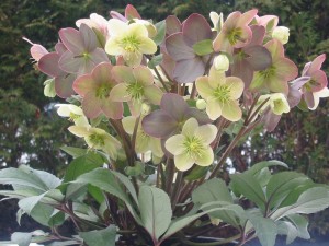 Helleborus X Ericsmithii Winter Magic ‘Candy Love’ (Plants Nouveau)