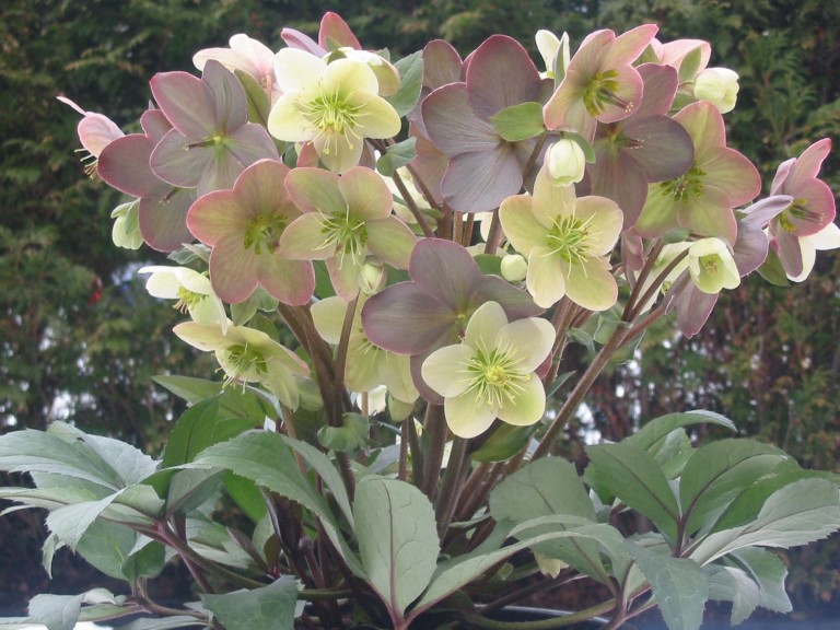 Helleborus X Ericsmithii Winter Magic ‘Candy Love’ (Plants Nouveau)