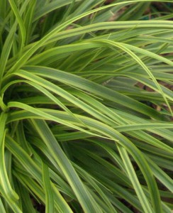 Carex 'Everlime' (Hoffman Nursery)