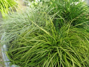 Carex 'Eversheen' (Hoffman Nursery)