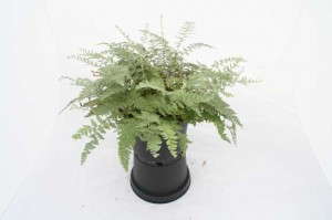 10 Perennials For 2016