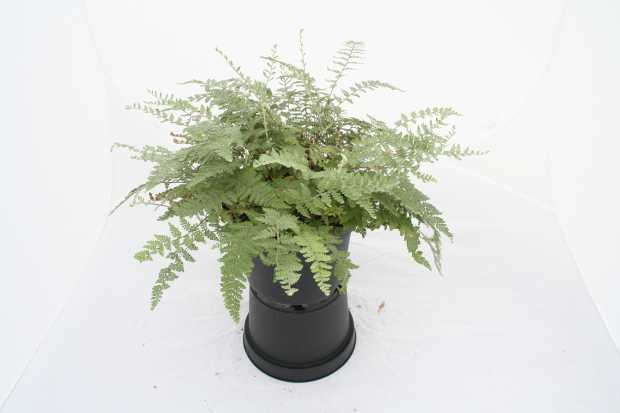 10 Perennials For 2016